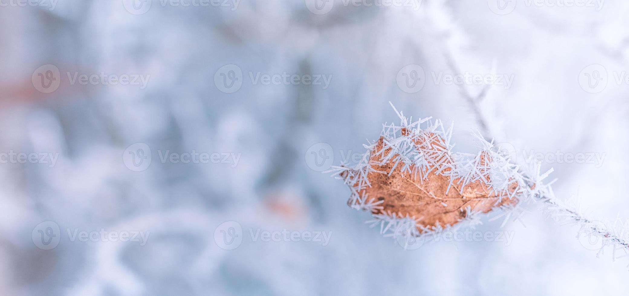 piante congelate in inverno con la brina. piante invernali turchesi sotto i raggi del sole. scena invernale. retroilluminato bellezza offuscata fiori d'inverno art design. foto