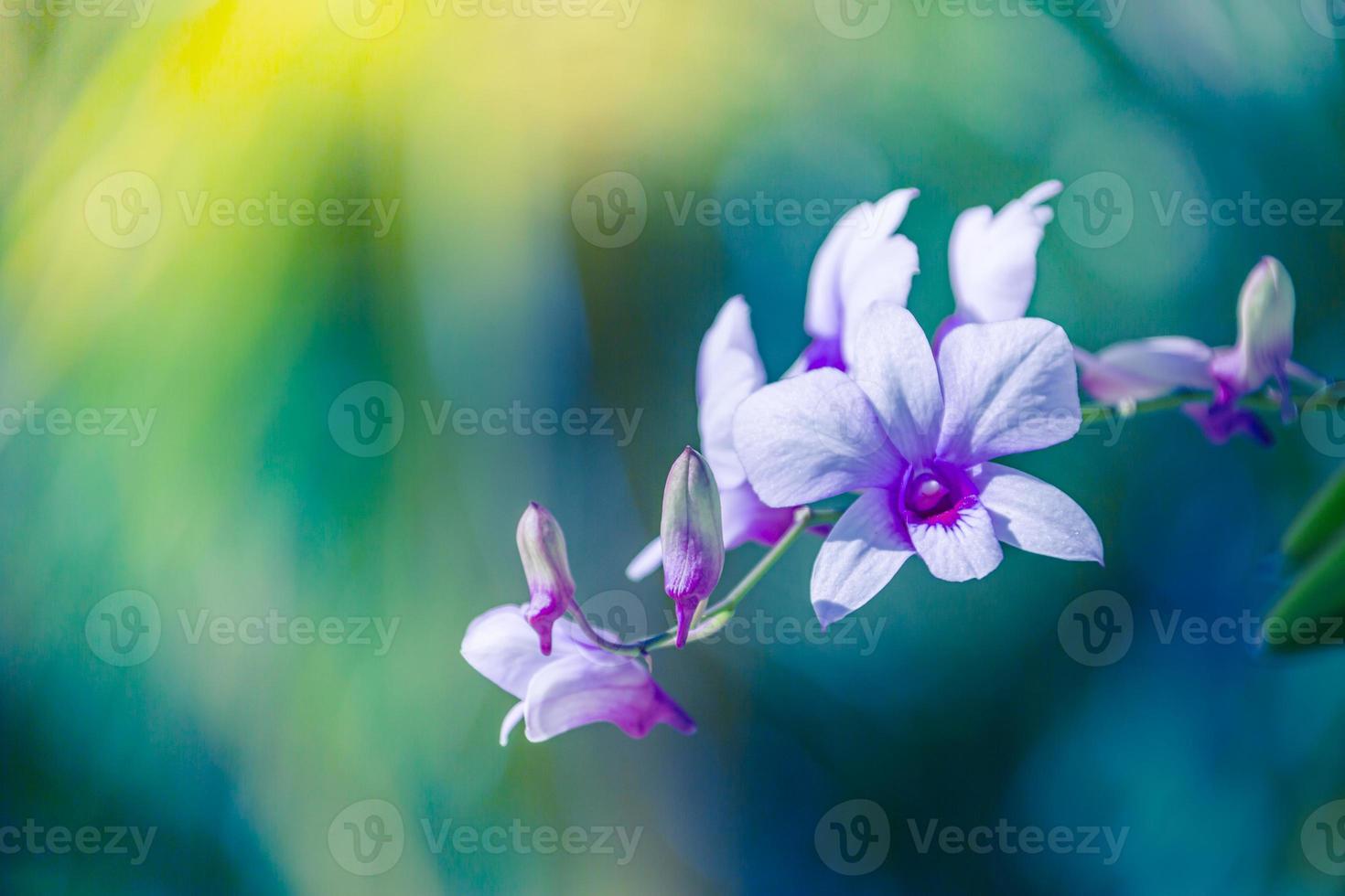 bella orchidea viola - phalaenopsis. fiori di natura tropicale con sfondo bokeh sfocato. fiori d'amore romantici foto