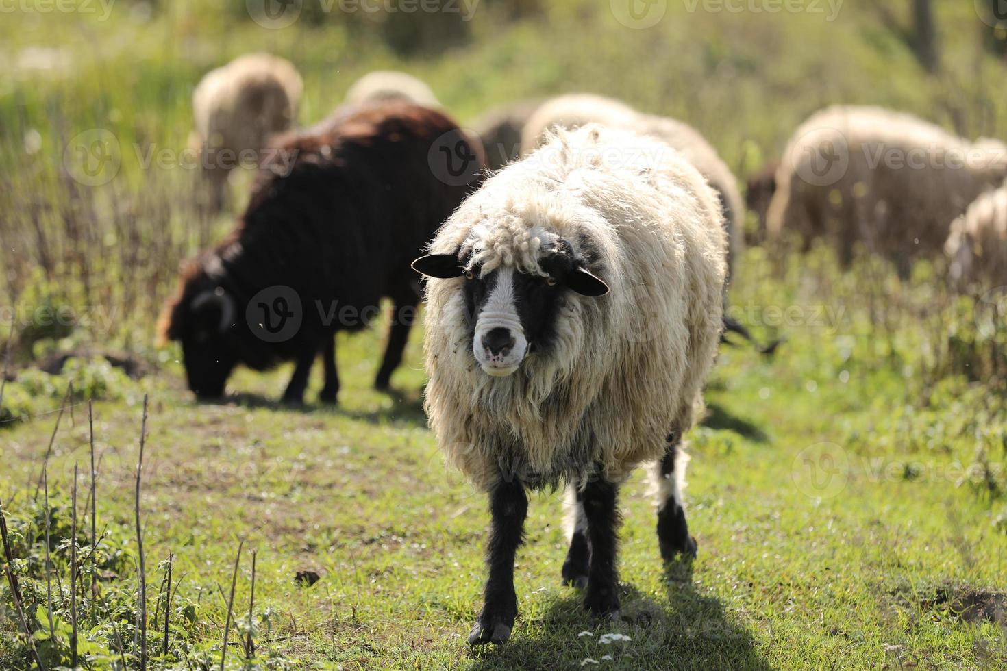 Portret di pecore pascolano fuori nell'erba del prato. un gregge di pecore e montoni. messa a fuoco selettiva. foto
