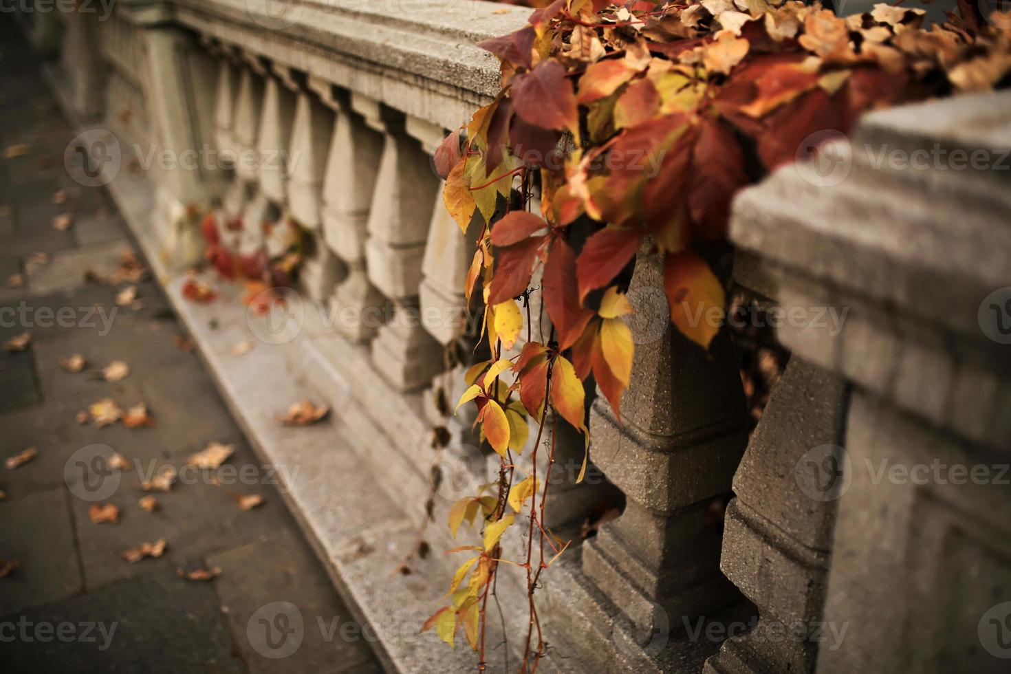 paesaggio autunnale - parco cittadino autunnale con foglie autunnali gialle cadute e alberi autunnali foto