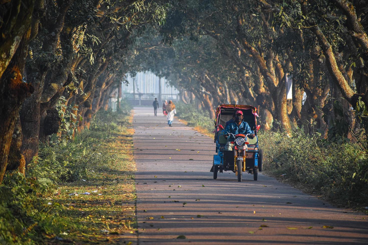 strada lungo gli alberi di mango foto