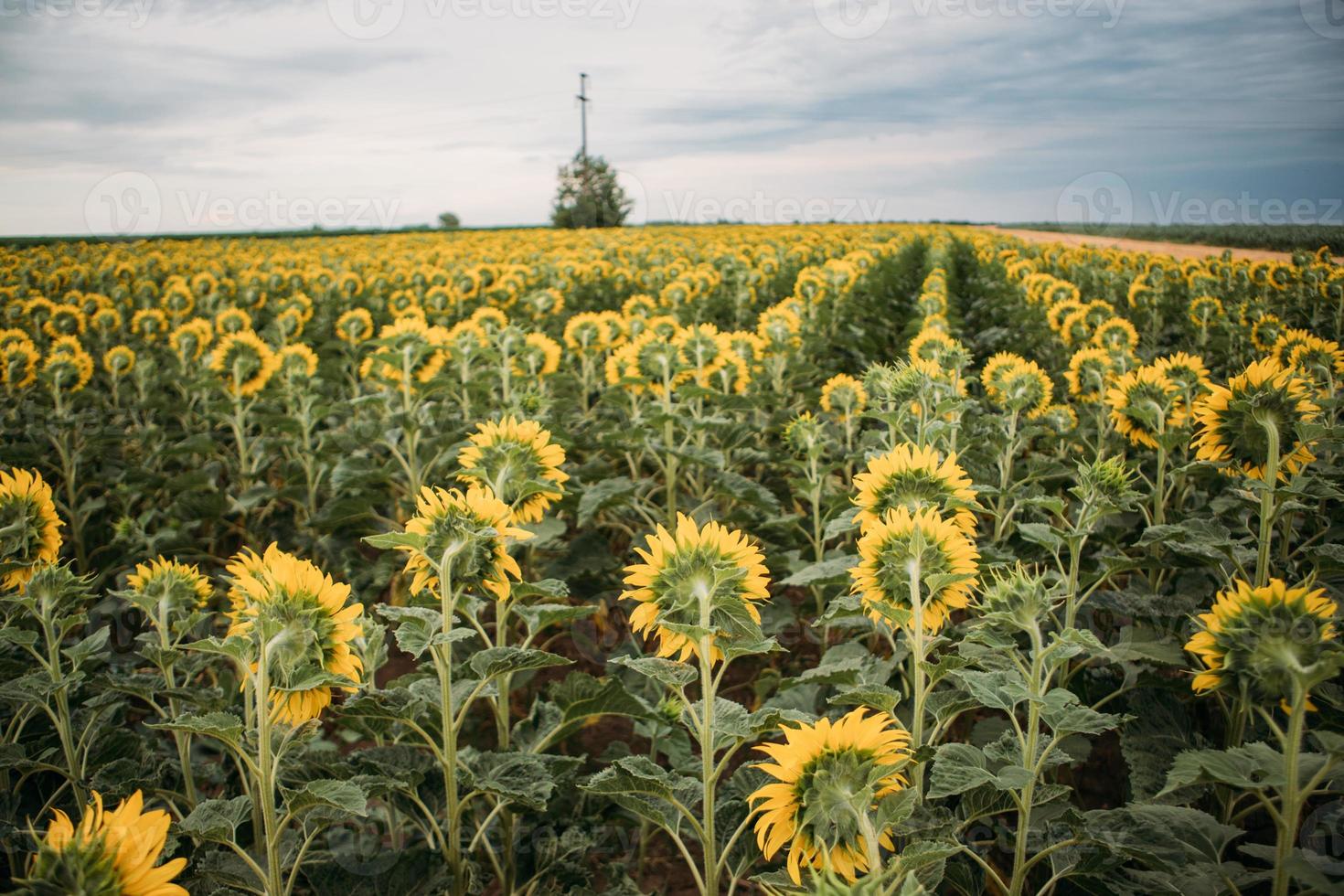 campo di girasoli foto