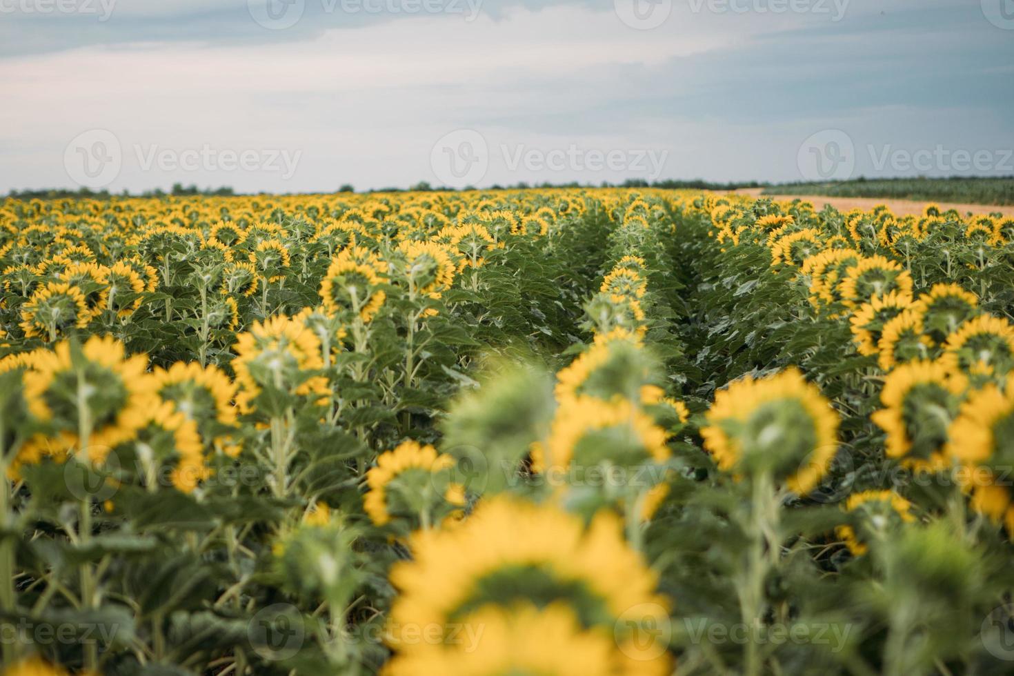 campo di girasoli foto