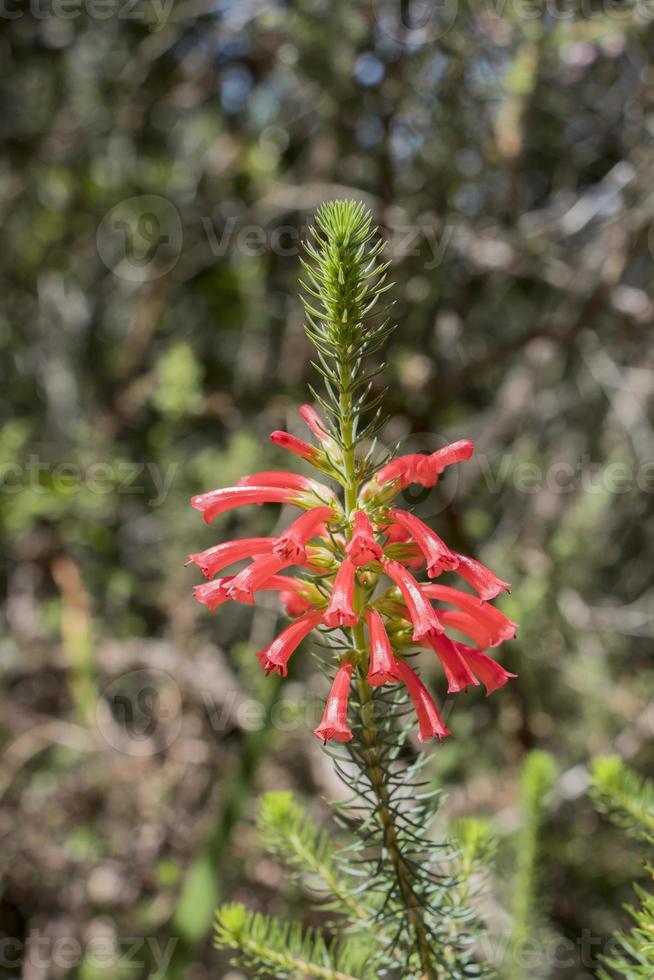 piante e fiori a città del capo del parco nazionale di table mountain. foto