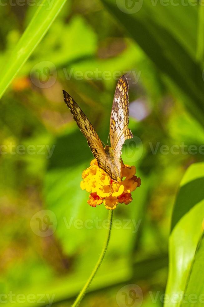 farfalla tropicale sulla pianta del fiore nella foresta e nella natura del Messico. foto
