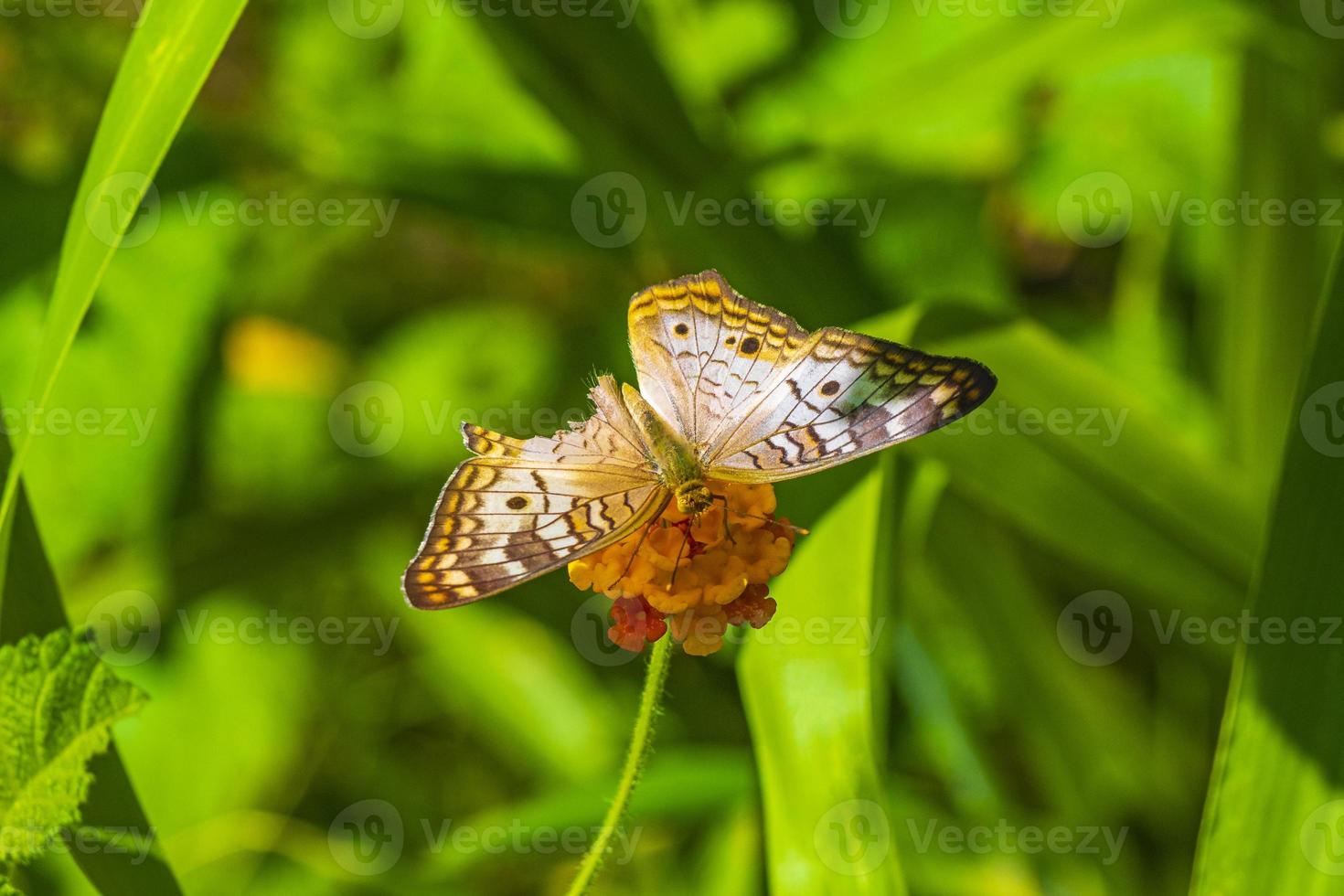 farfalla tropicale sulla pianta del fiore nella foresta e nella natura del Messico. foto