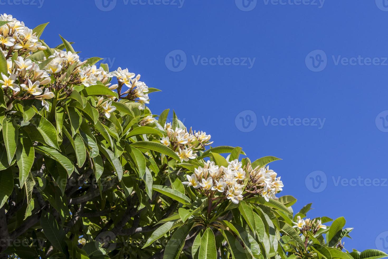 arbusto di plumeria con fiori bianchi e gialli. foto