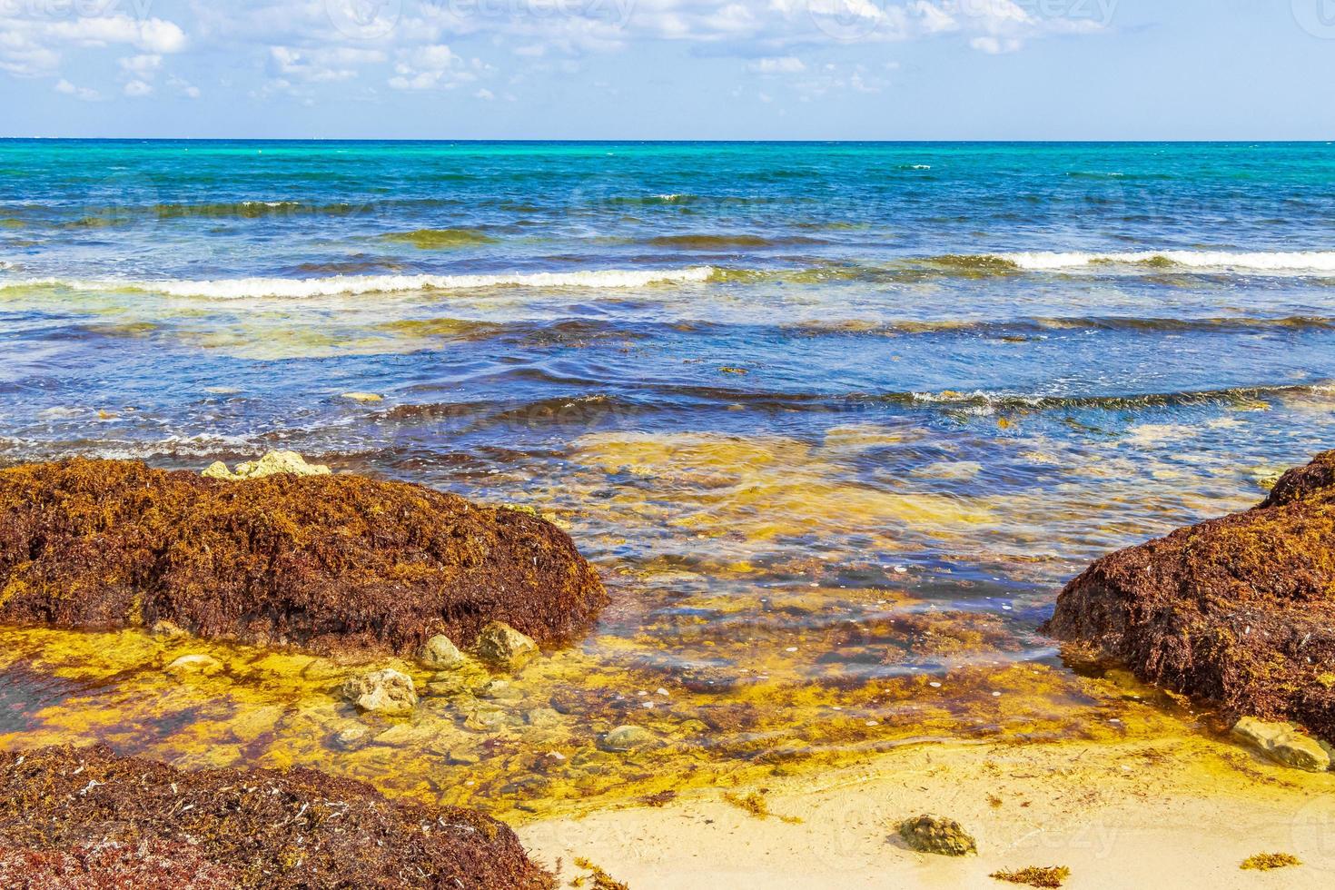 un sacco di alghe sargazo spiaggia playa del carmen messico. foto