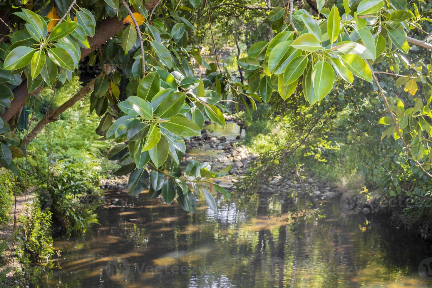 piccolo bellissimo fiume naturale nelle strade di città del capo. foto