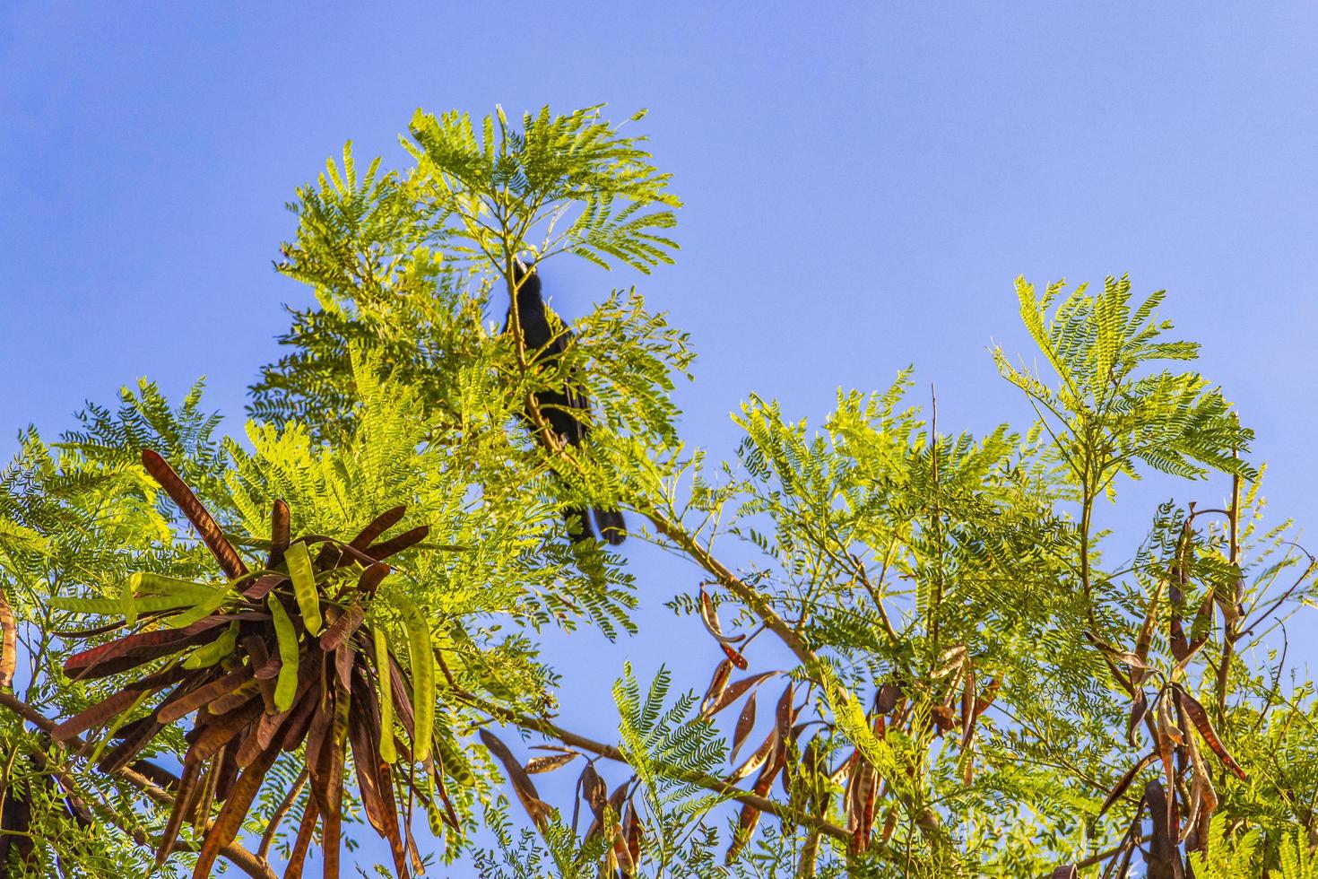 l'uccello grackle dalla coda grande si siede sulla corona di alberi tropicali in Messico. foto