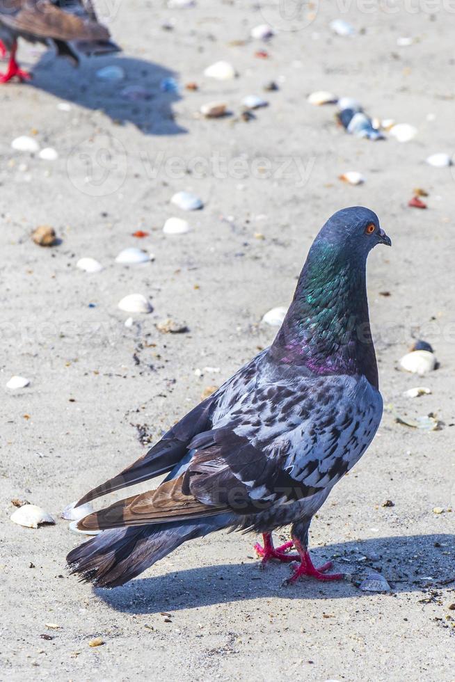 ritratto di un bellissimo uccello colorato piccione spiaggia botafogo brasile. foto