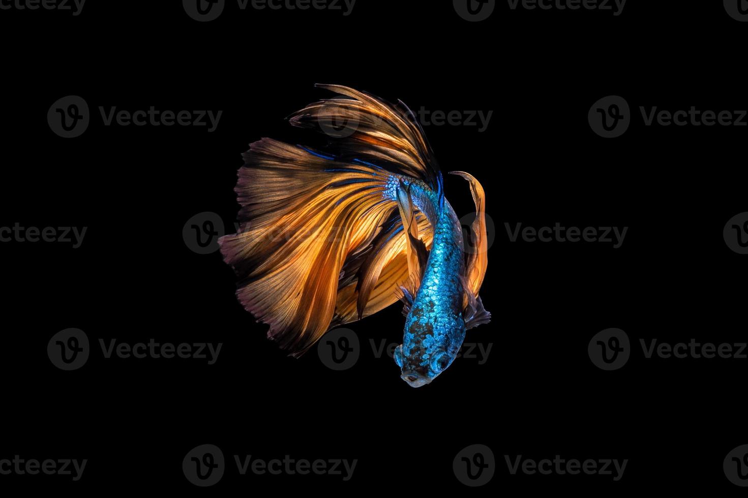 pesce betta colorato, pesce combattente siamese in movimento su sfondo nero. foto