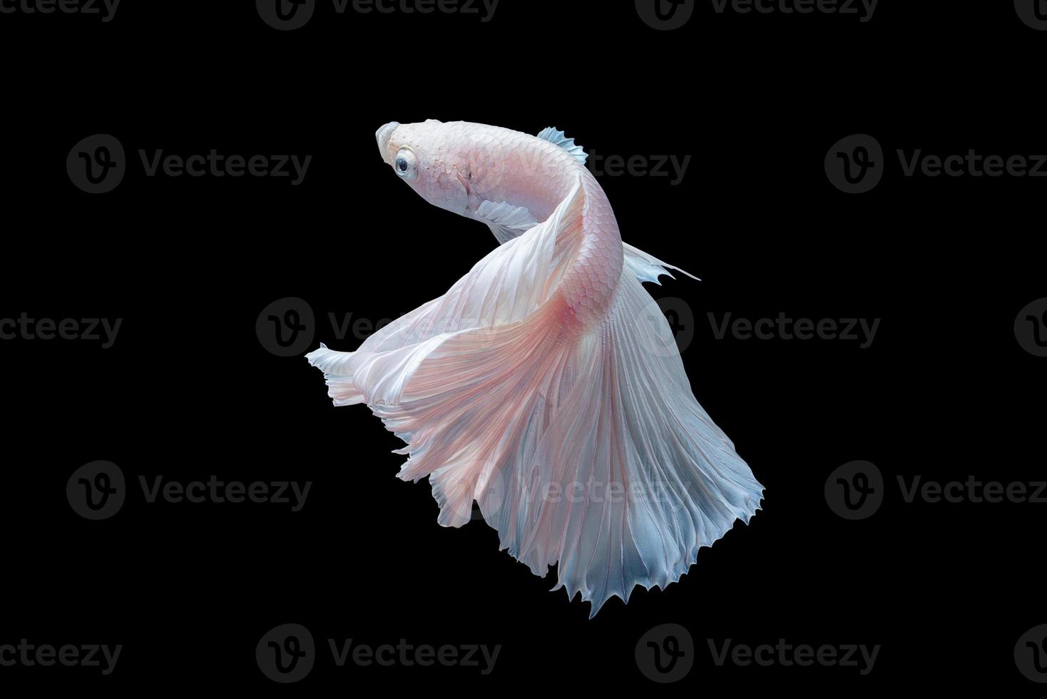 primo piano di pesce bianco platino betta o pesce combattente siamese in movimento su sfondo nero. foto