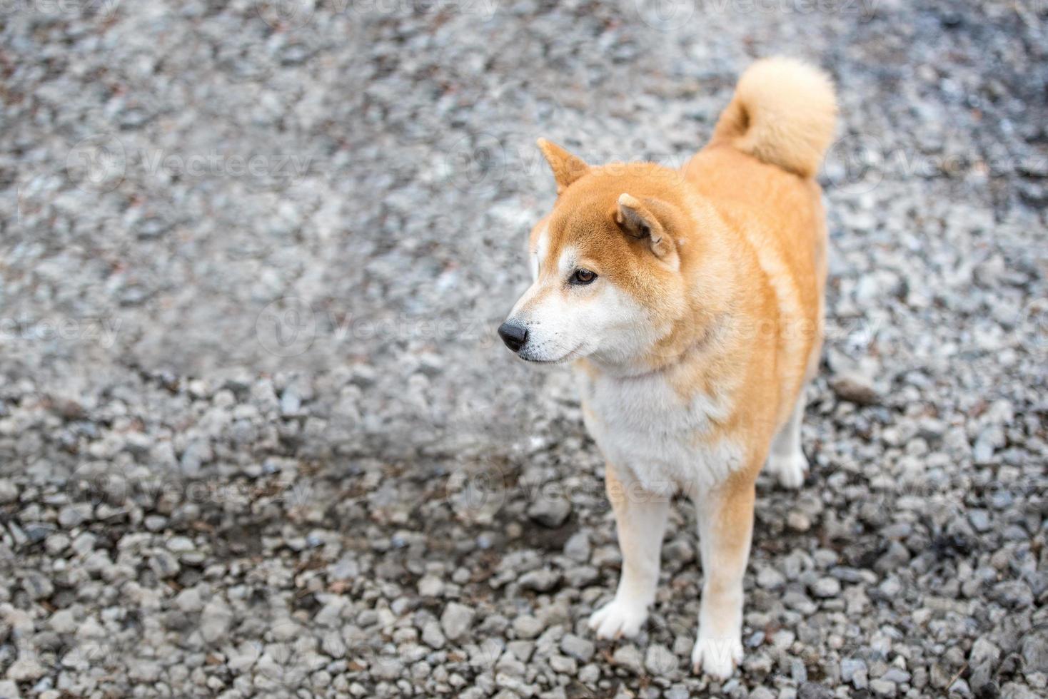 Shiba Inu giapponese cane nel parco pubblico con profondità di campo ridotta,Giappone foto
