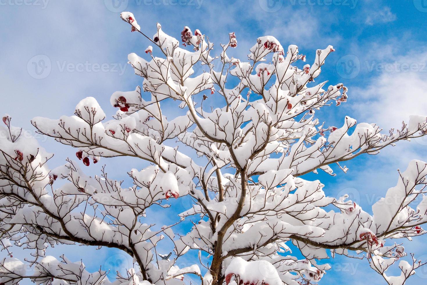 fresca neve bianca caduta al parco pubblico nella stagione invernale a tokyo, giappone foto