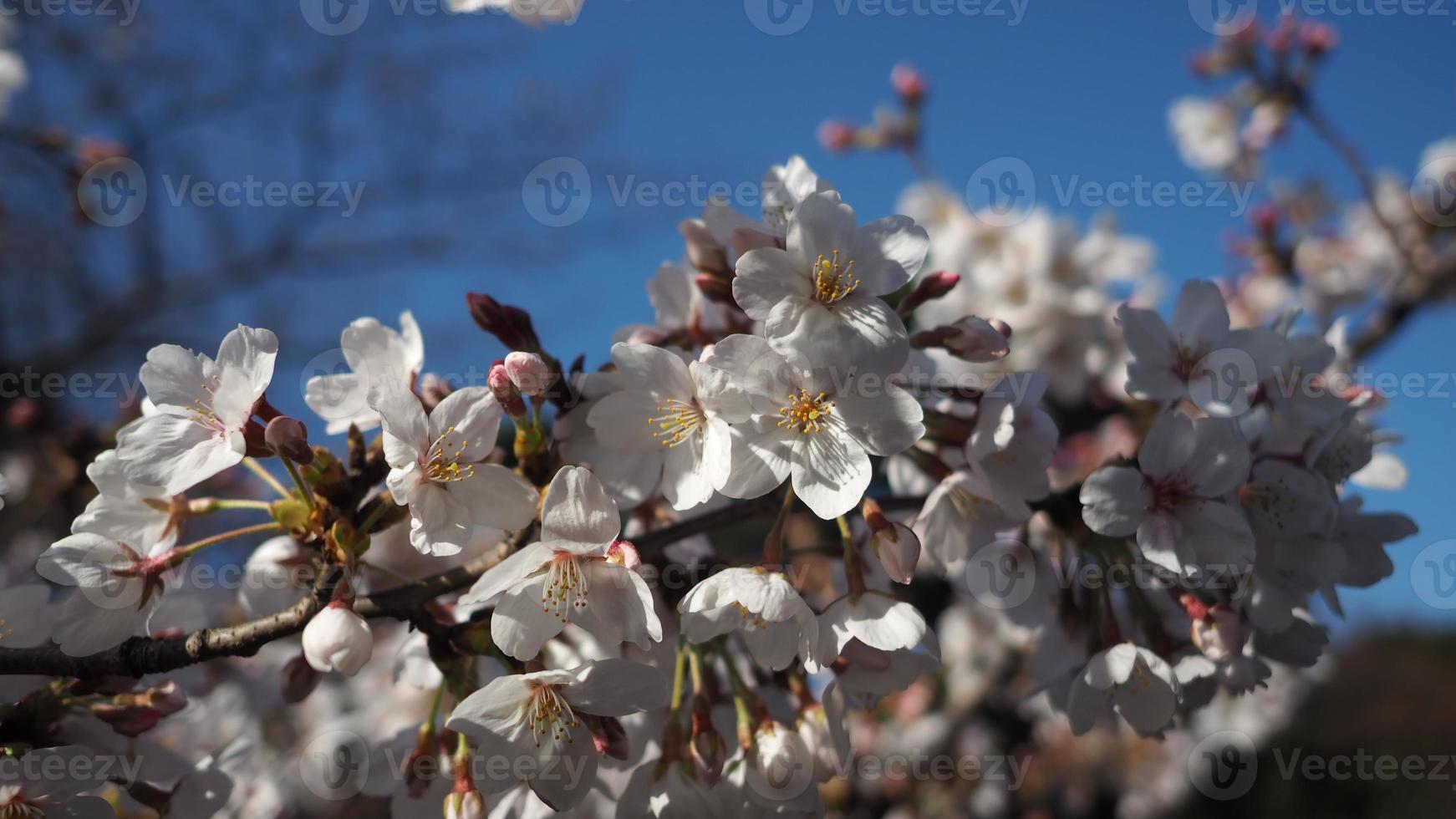fiori di ciliegio bianchi. alberi di sakura in piena fioritura nel quartiere di meguro tokyo giappone foto