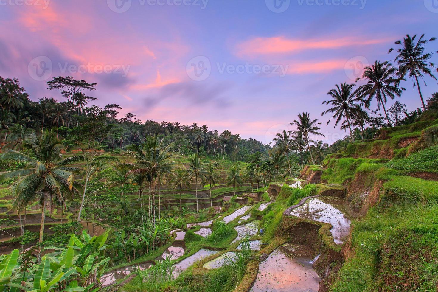 la bellezza delle terrazze di riso di Ubud foto