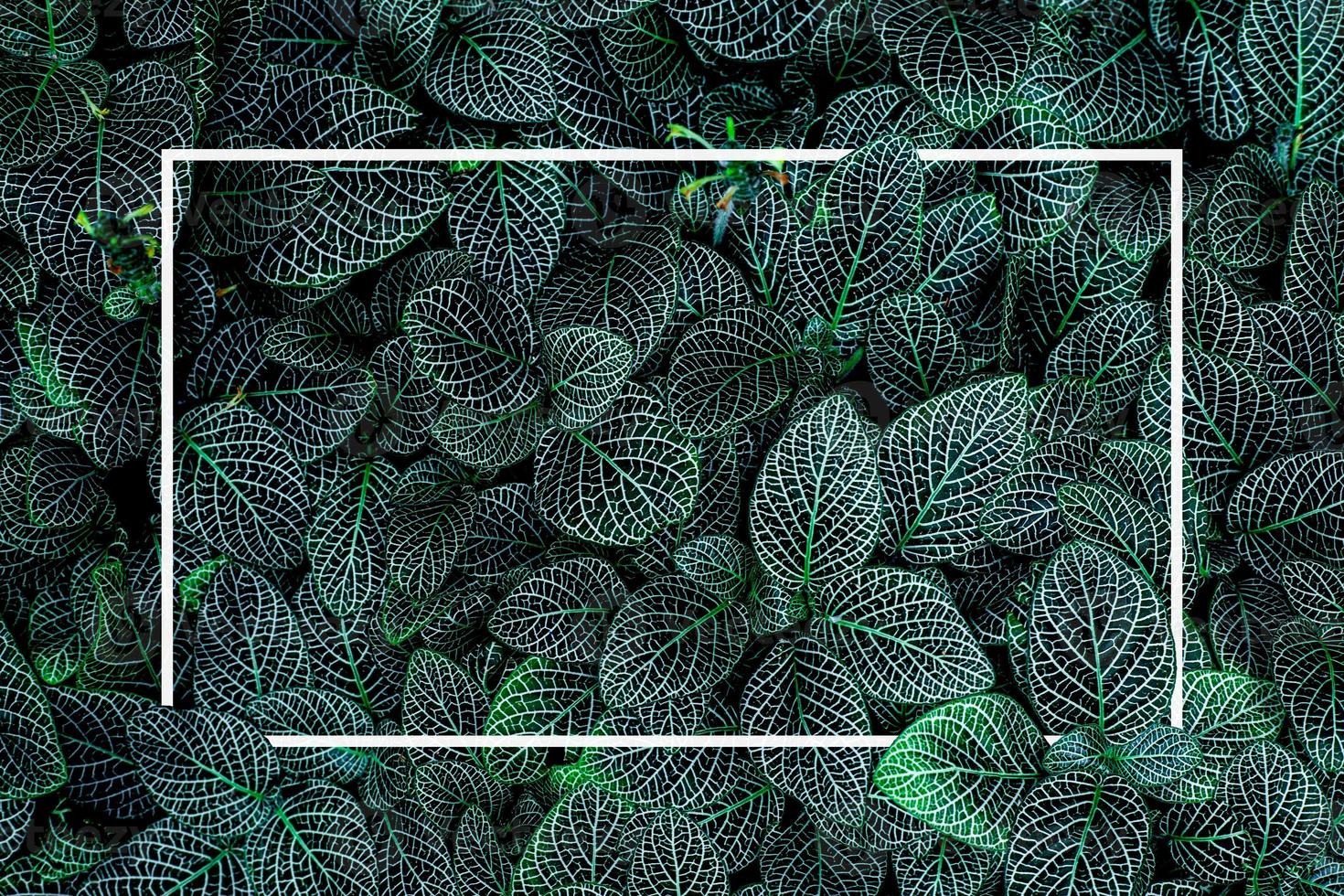 layout creativo di foglie tropicali sfondo con cornice quadrata bianca, disposizione piatta foto