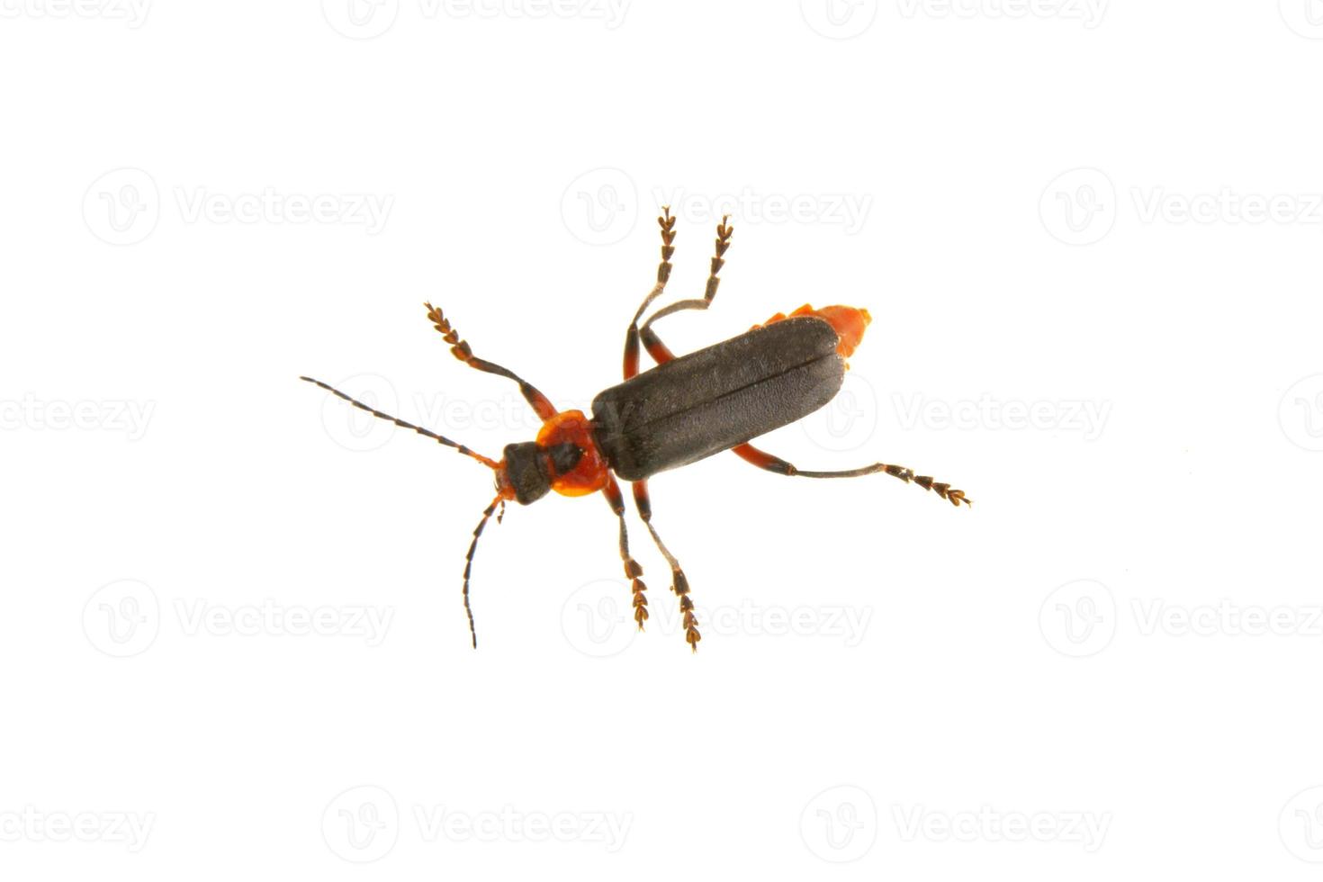 Coleottero soldato cantharis fusca su sfondo bianco foto