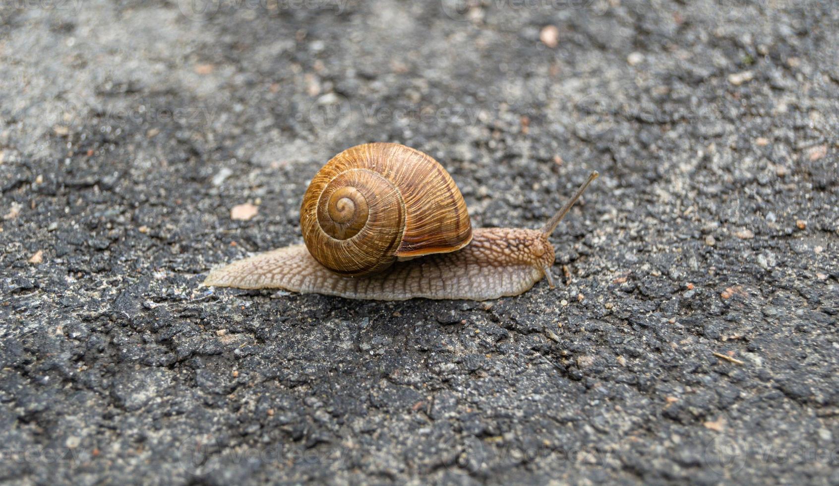 grande lumaca da giardino nel guscio che striscia sulla strada bagnata foto