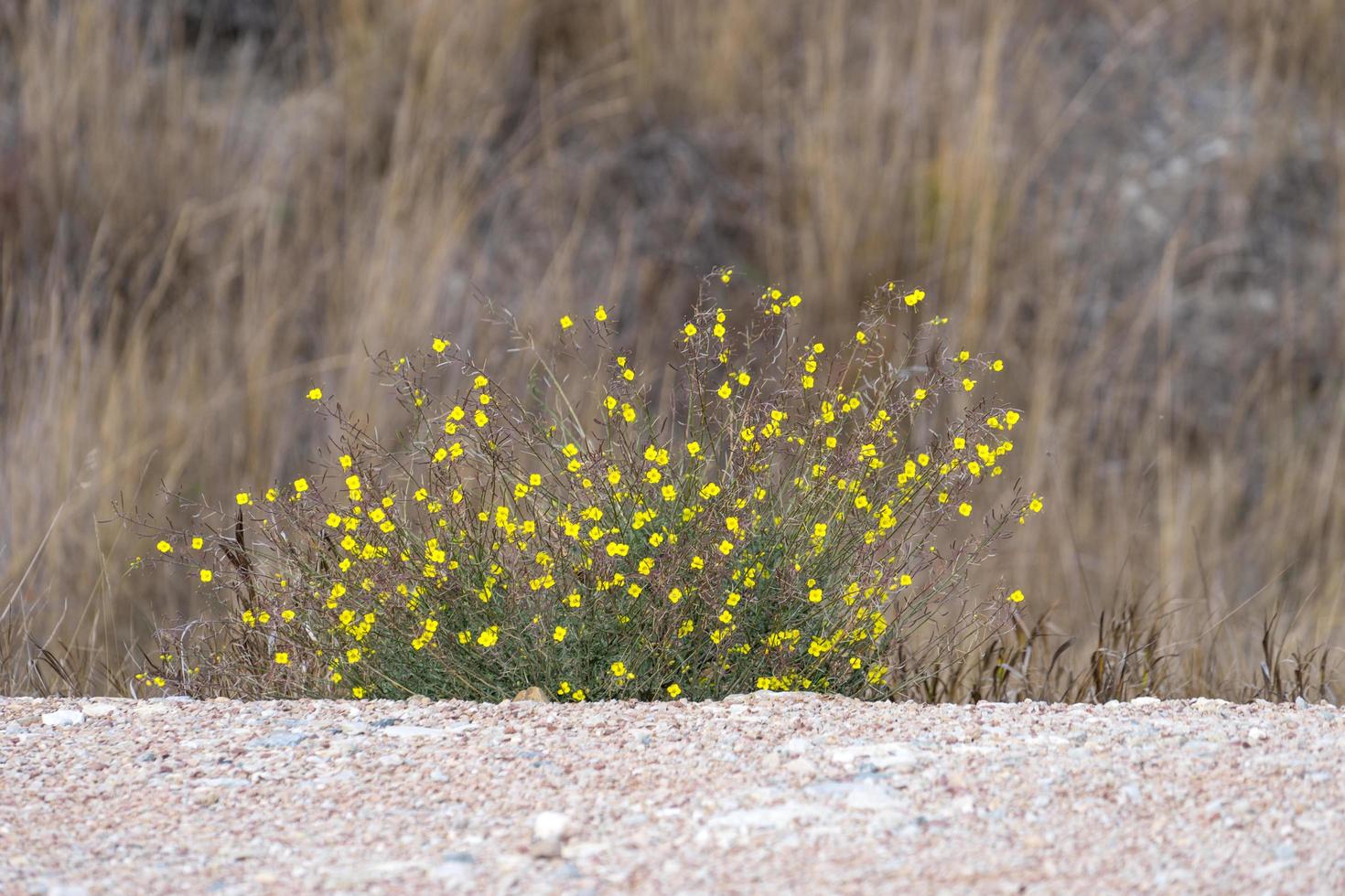 arbusto della steppa con piccoli fiori gialli foto