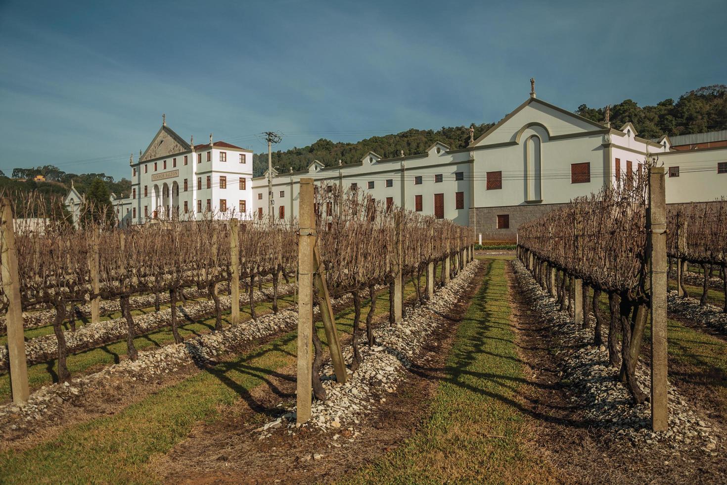 bento goncalves, brasile - 10 luglio 2019. filari di tronchi di vite spogli di fronte alla sede della cantina salton vicino a bento goncalves. un accogliente paese di campagna famoso per la sua produzione di vino. foto