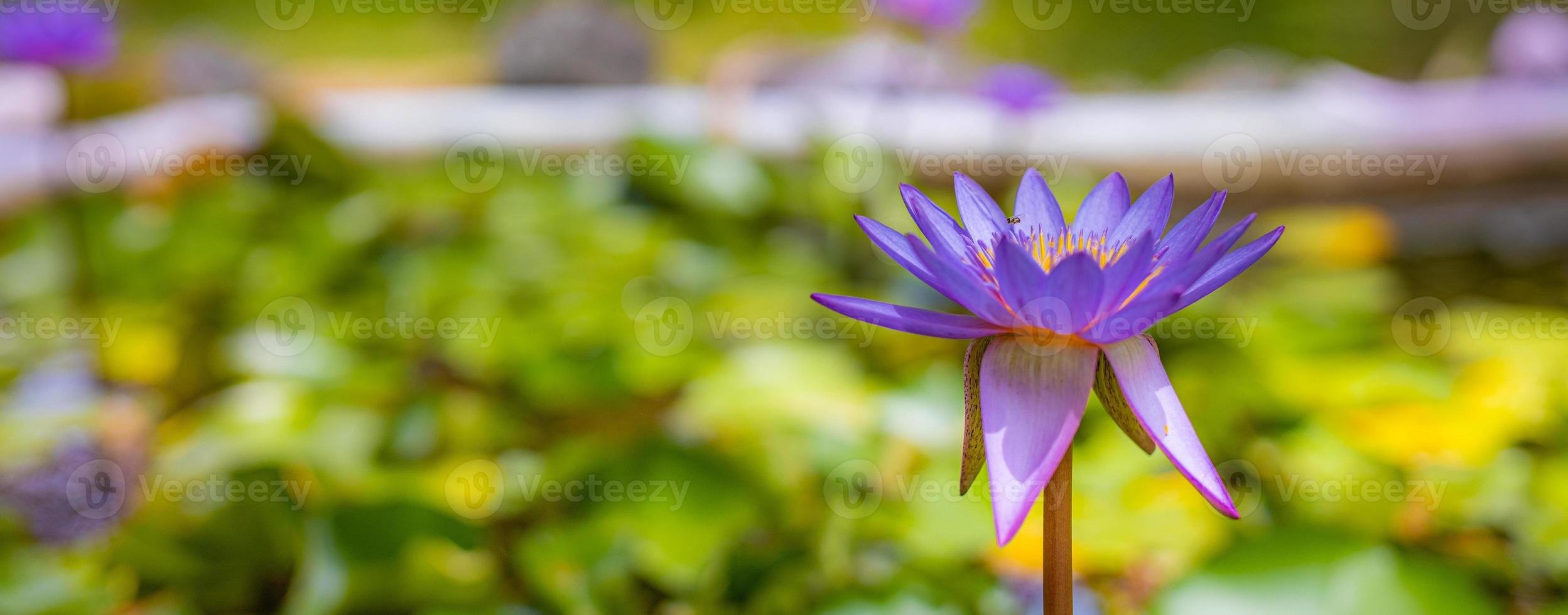 fiori di loto viola nel lago giardino tropicale, stagno. natura floreale con paesaggio della giungla sfocato foto