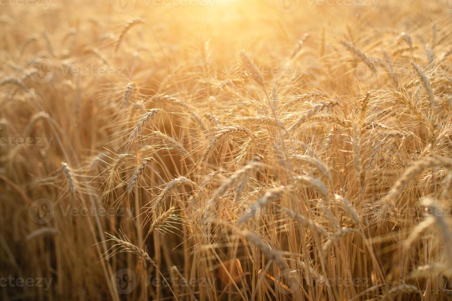 sfondo di maturazione spighe di campo di grano e luce solare foto