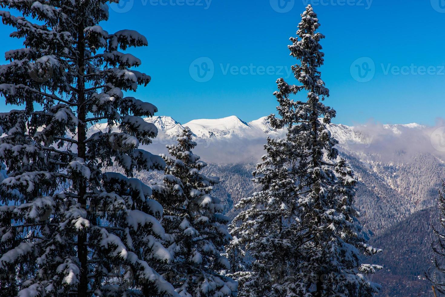 pini innevati con montagne sullo sfondo foto