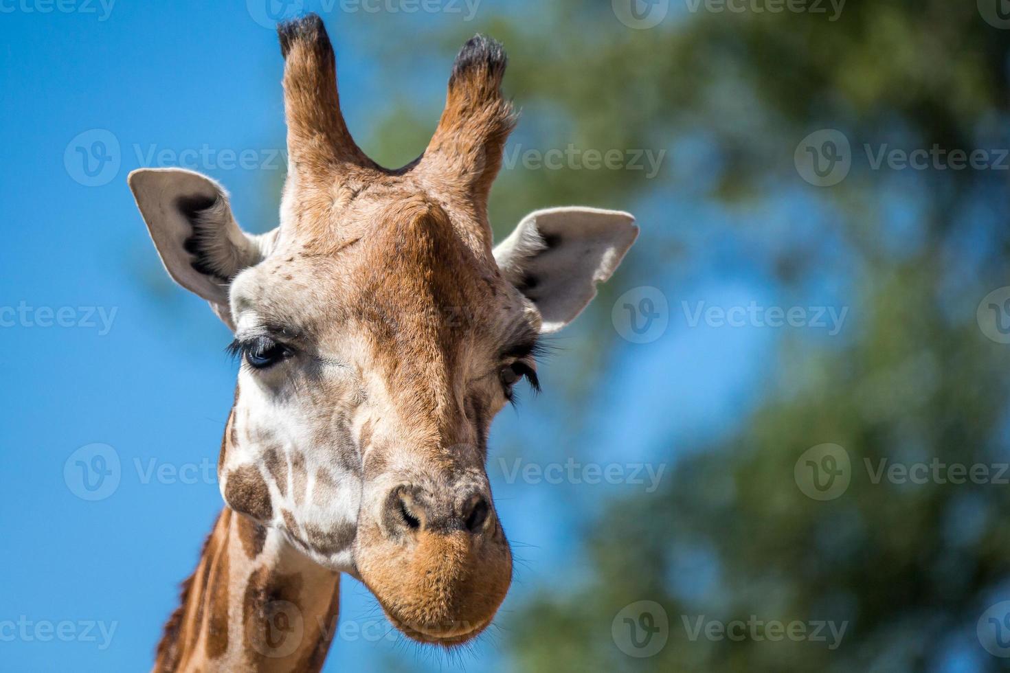 ritratto di giraffa su cielo blu foto