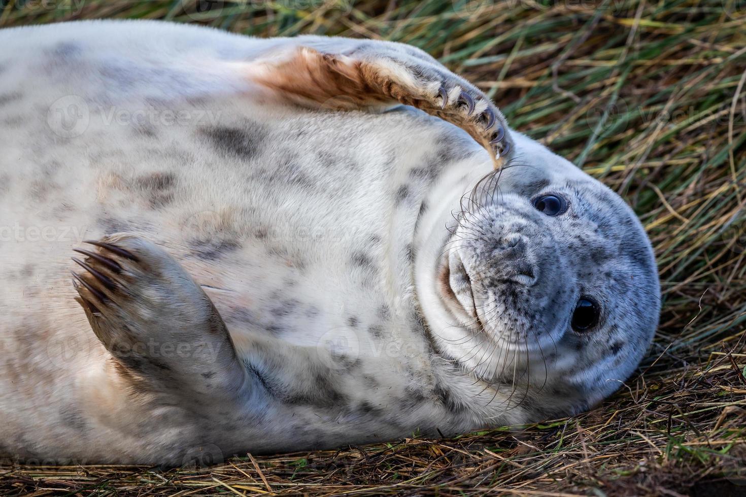 cucciolo di foca grigia foto