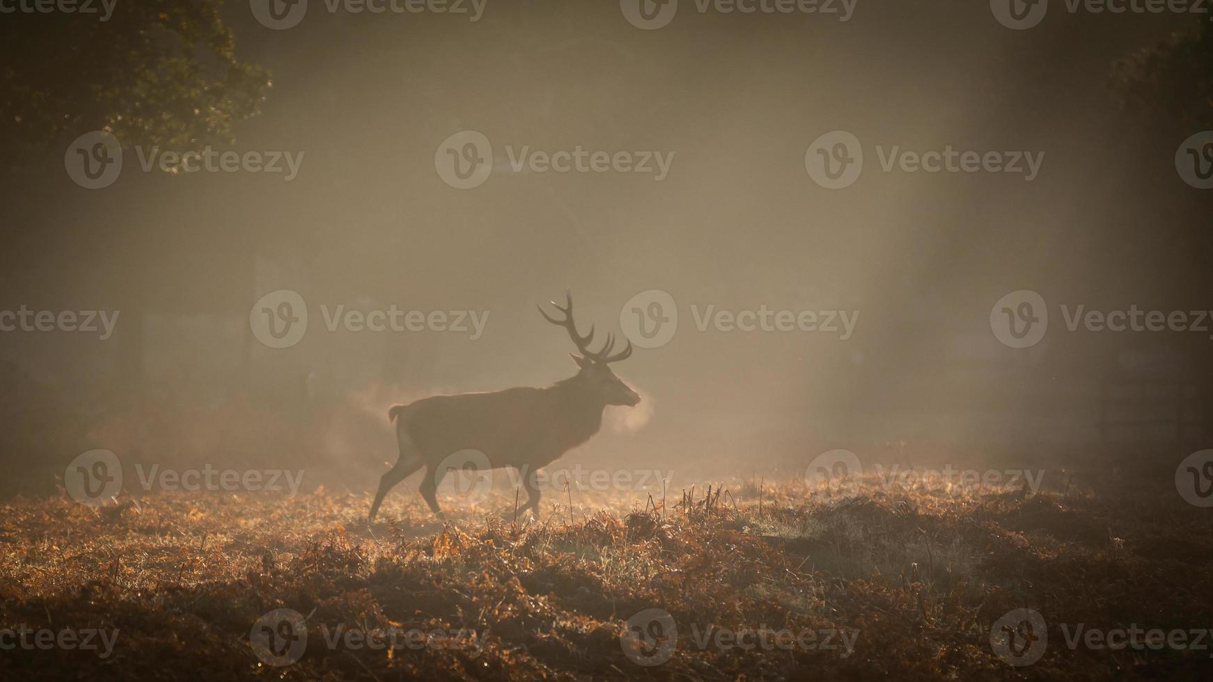 caro rosso nell'alba e nella nebbia foto