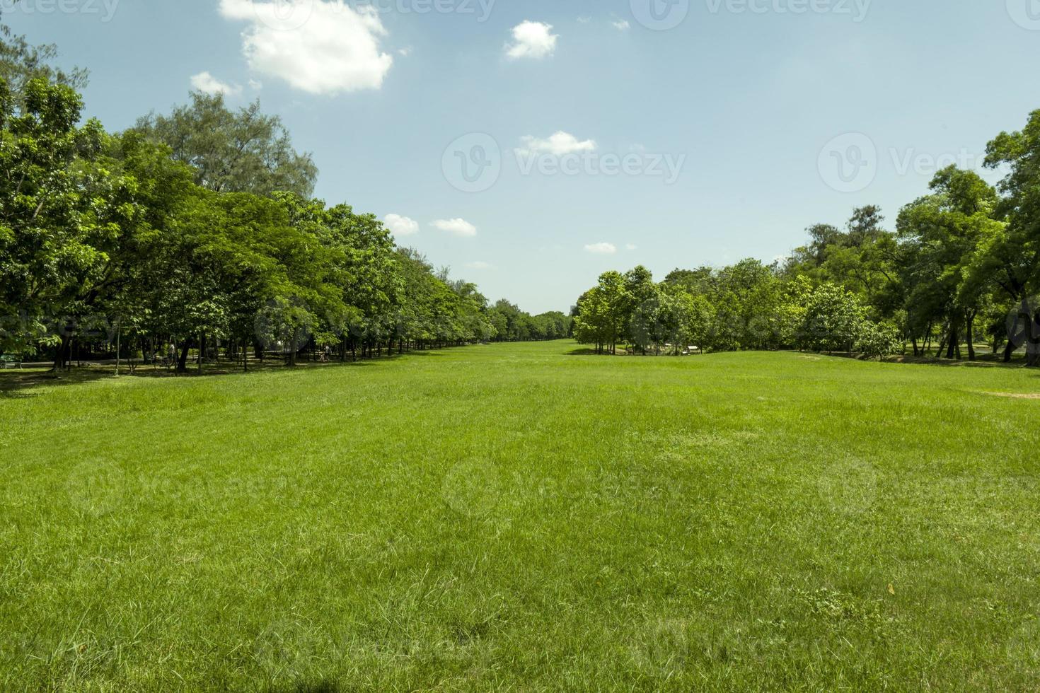 bella erba verde al parco foto