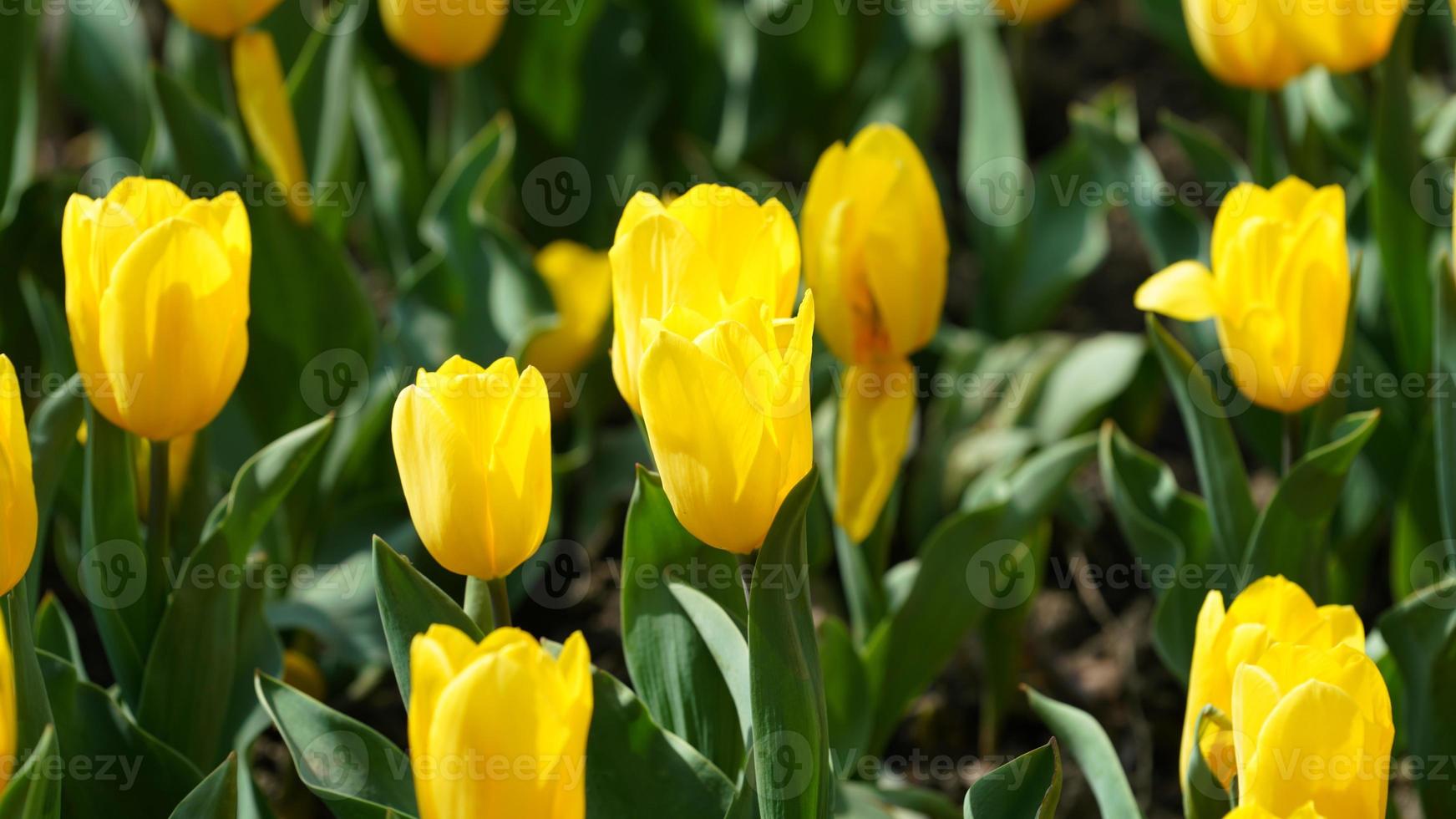 i bellissimi fiori di tulipano giallo che sbocciano nel parco della Cina in primavera foto