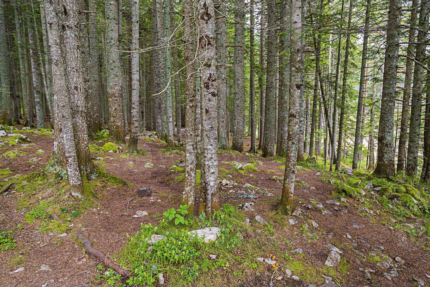 la fitta foresta. foto