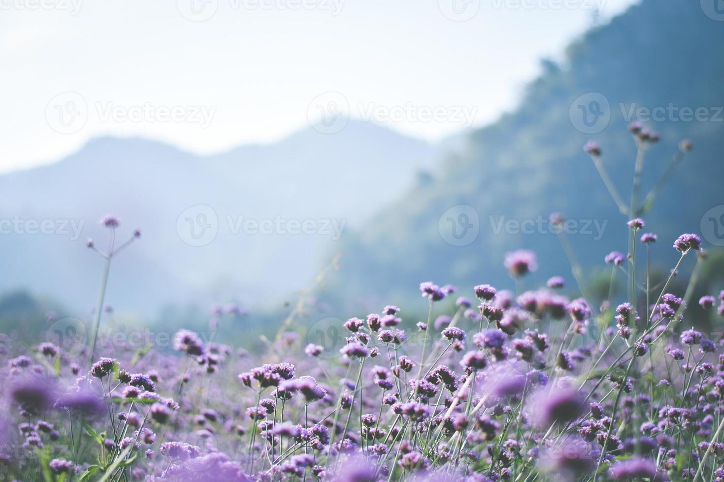 campo di verbena viola. sfondo di fiori foto