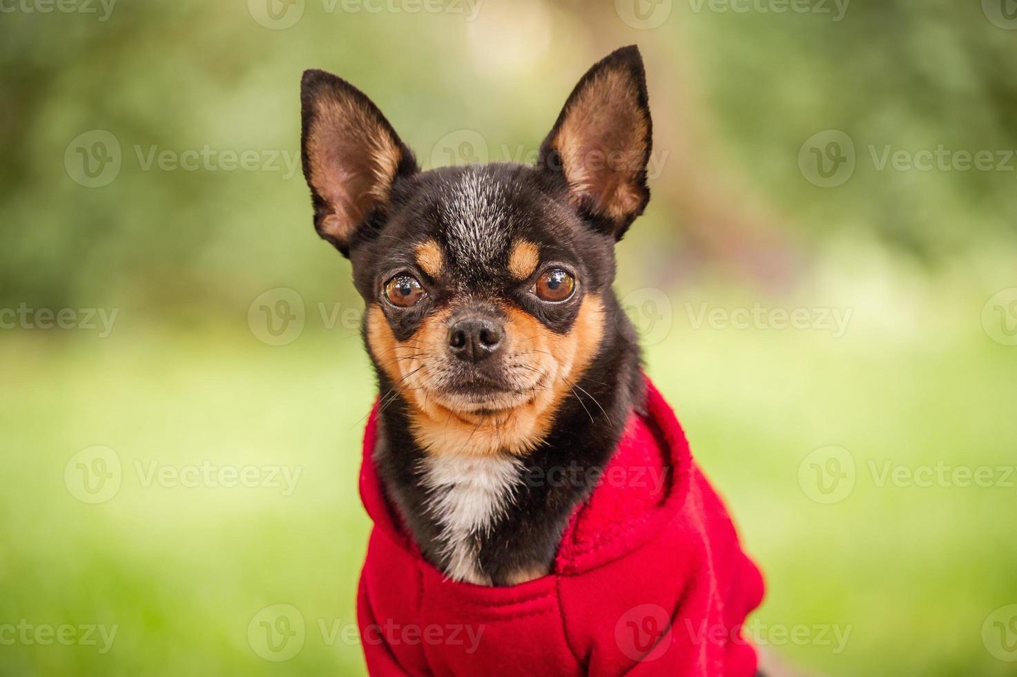 cane chihuahua in natura. un cane vestito con una felpa rossa. animale. animale domestico. foto