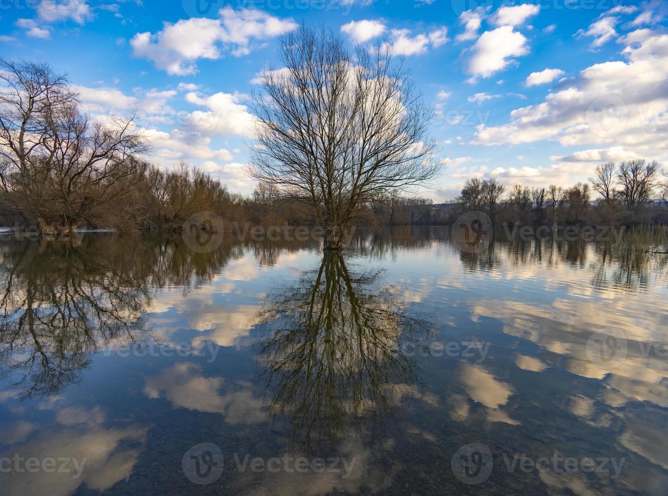 albero vicino all'acqua in inverno foto