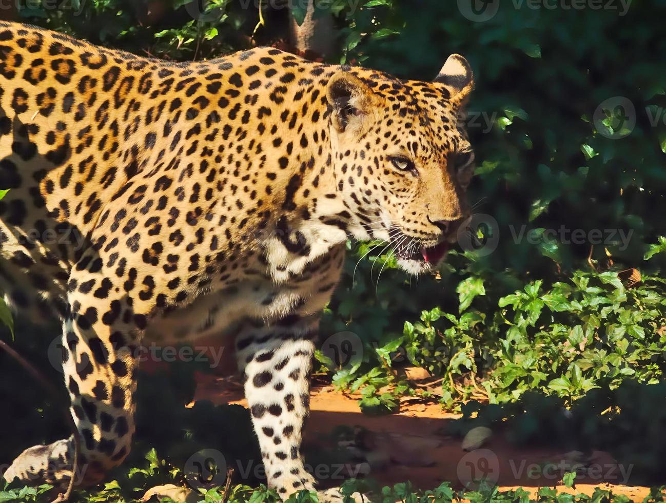 il leopardo sta camminando. foto