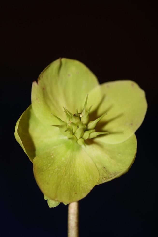 fiore giallo fiore close up helleborus viridis famiglia ranunculaceae stampe botaniche di grandi dimensioni di alta qualità foto