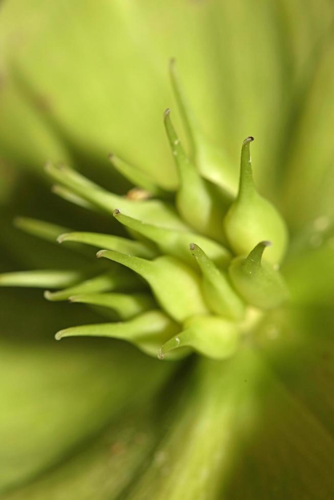 fiore giallo fiore close up helleborus viridis famiglia ranunculaceae stampe botaniche di grandi dimensioni di alta qualità foto