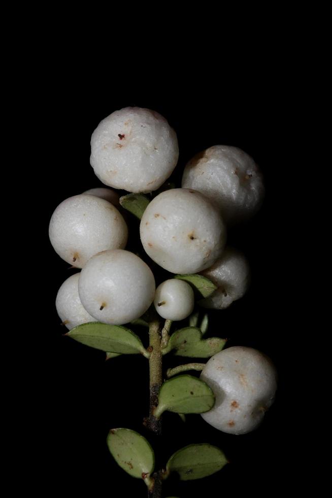 selvatico bianco fiore piccolo frutto primo piano sfondo botanico symphoricarpos orbiculatus famiglia caprifoliaceae grande formato stampa di alta qualità foto