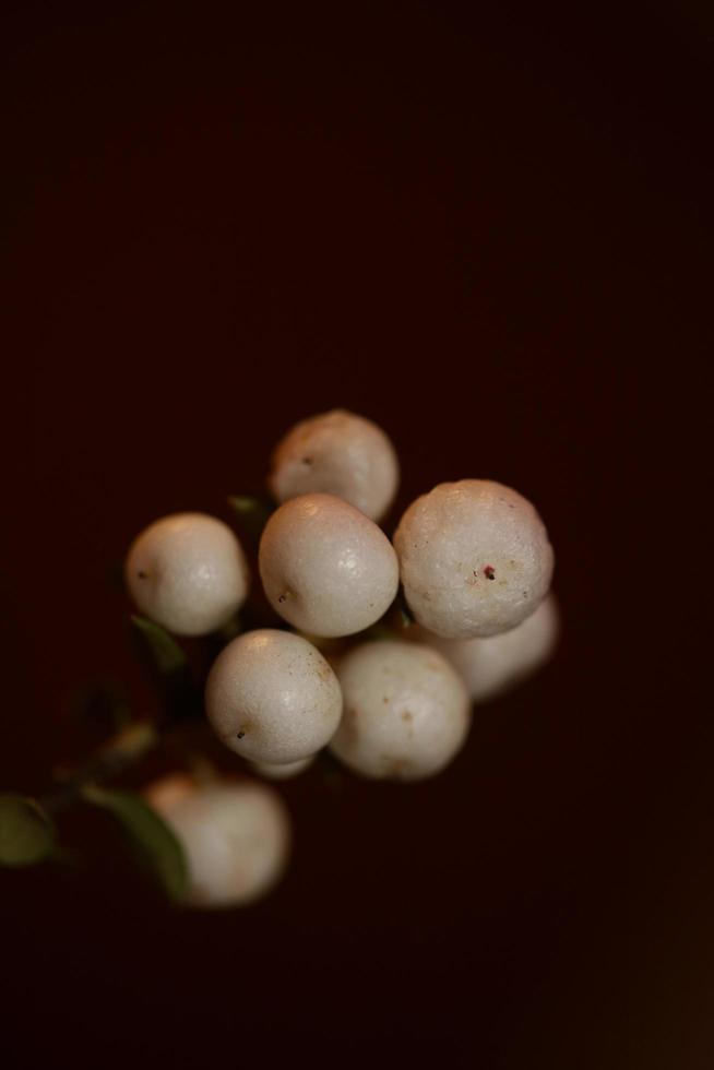 selvatico bianco fiore piccolo frutto primo piano sfondo botanico symphoricarpos orbiculatus famiglia caprifoliaceae grande formato stampa di alta qualità foto