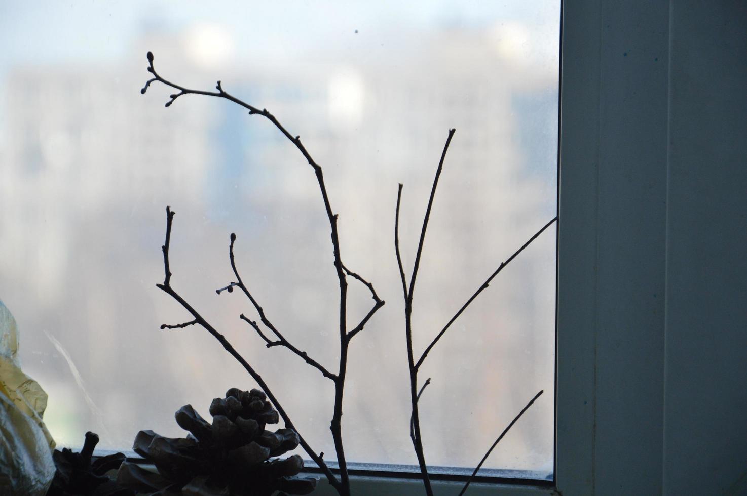 rami di albero secco sullo sfondo della finestra foto