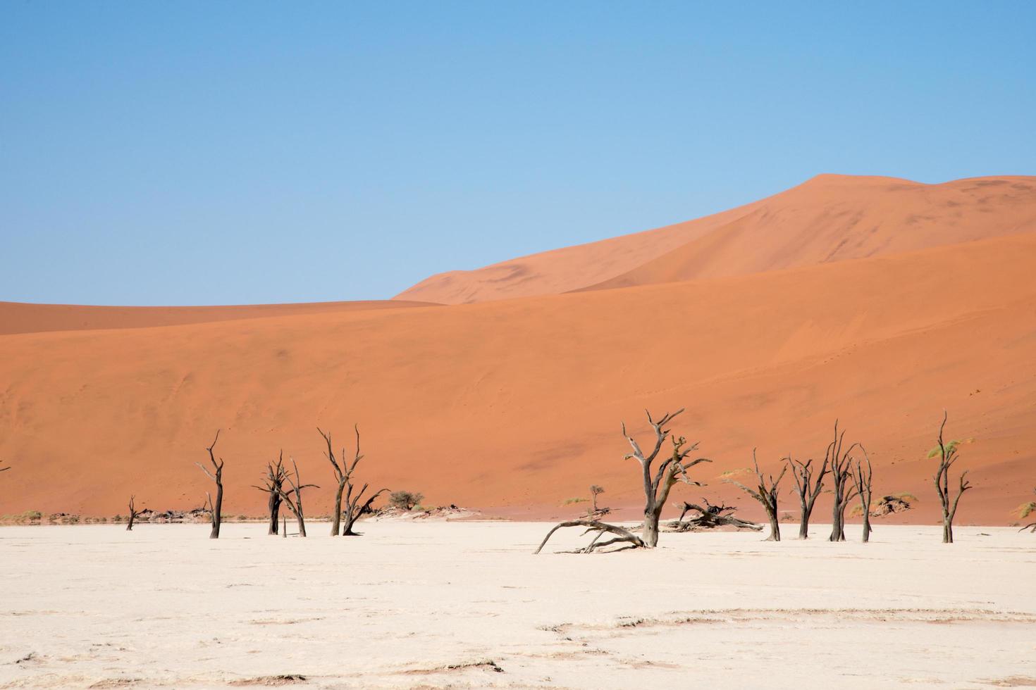 alberi di camelthorn fossilizzati in deadvlei. bellissimo paesaggio in una zona estremamente secca. deserto del namib, namibia foto