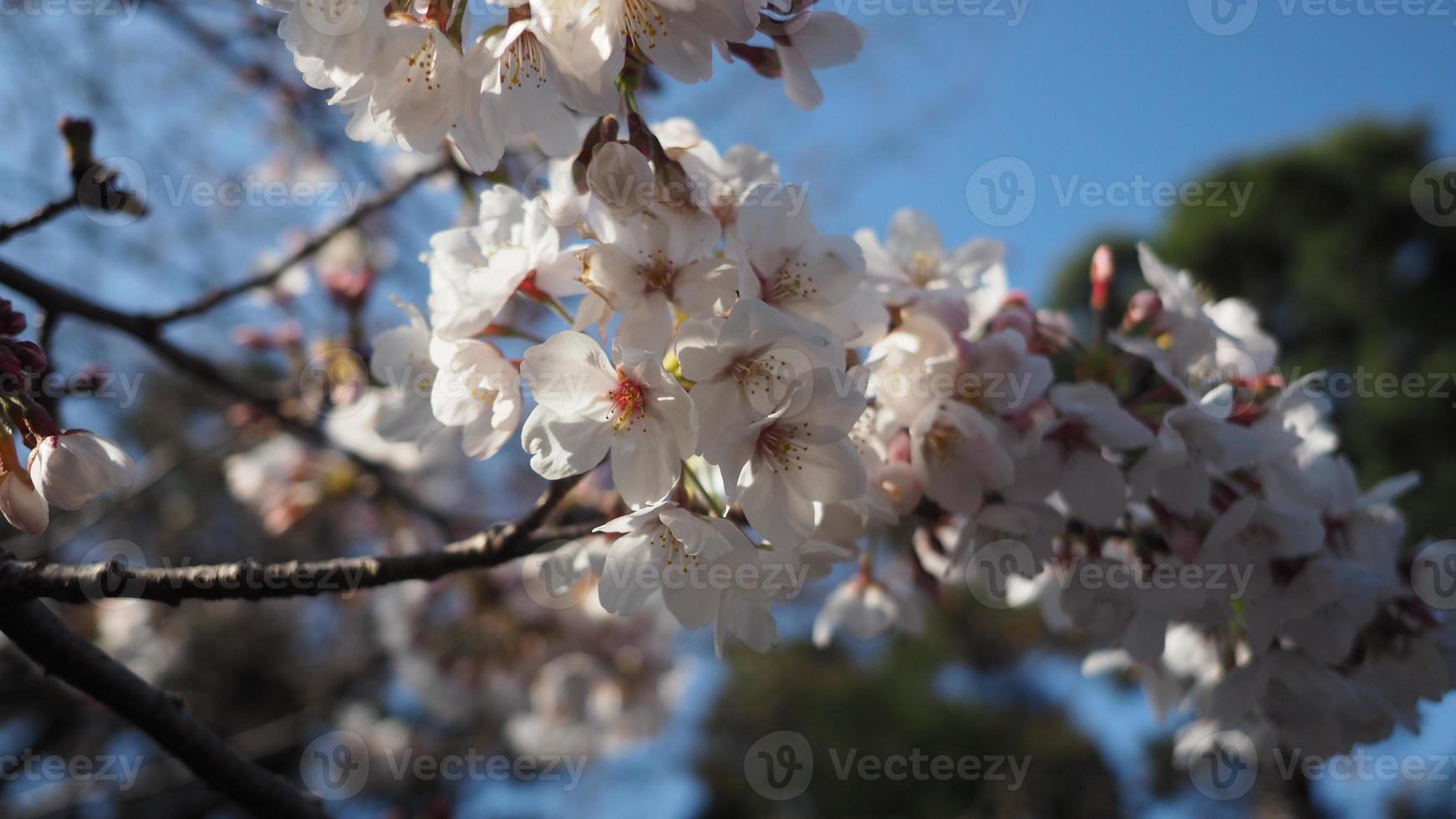 fiori di ciliegio bianchi. alberi di sakura in piena fioritura nel quartiere di meguro tokyo giappone foto