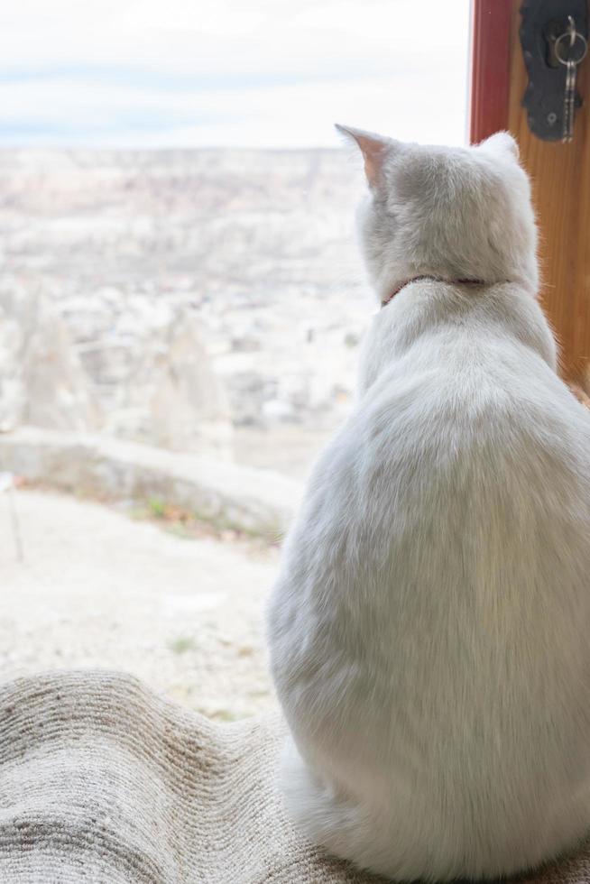 può guardare attraverso la finestra? foto