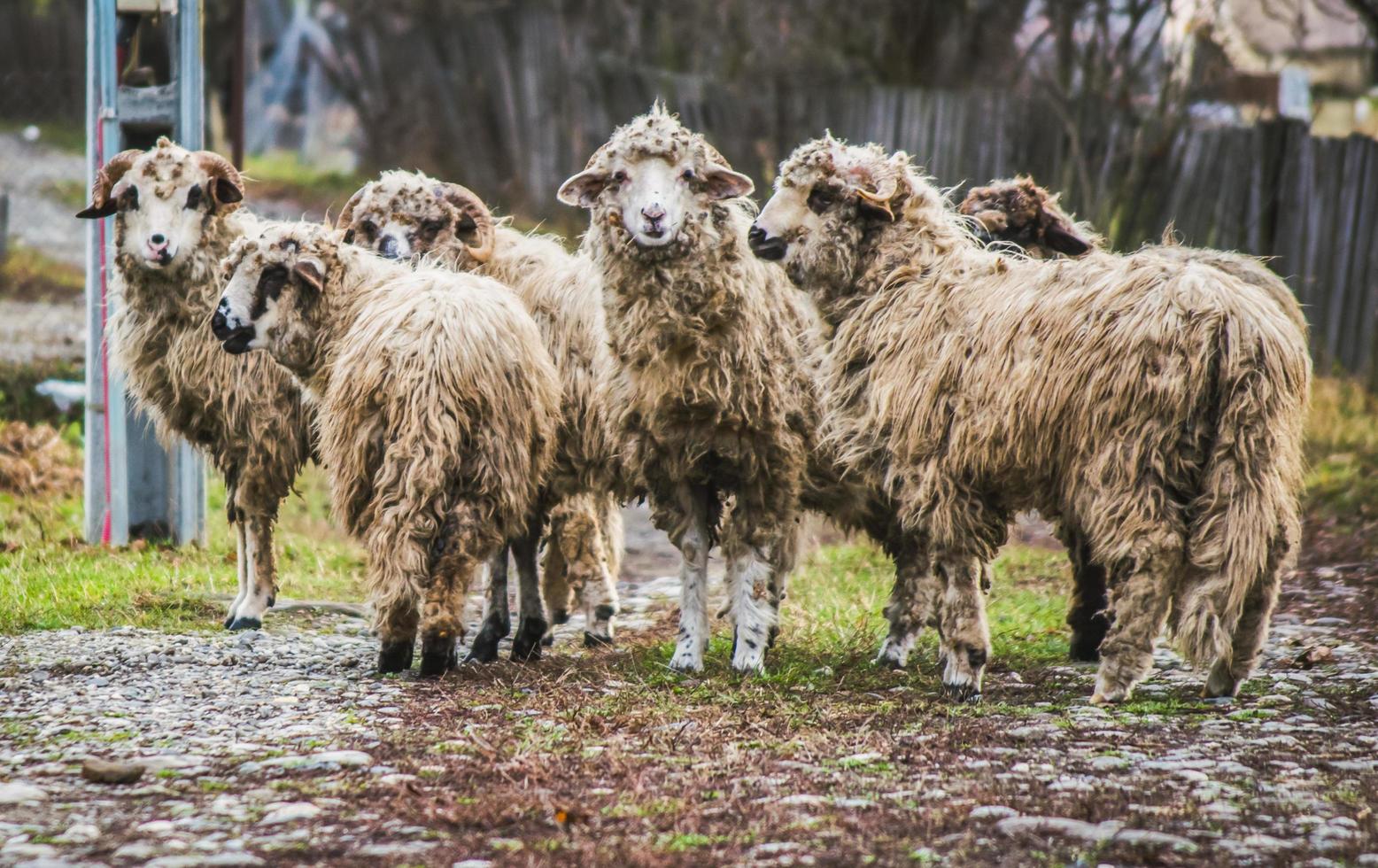 gruppo di pecore domestiche in una campagna della romania foto