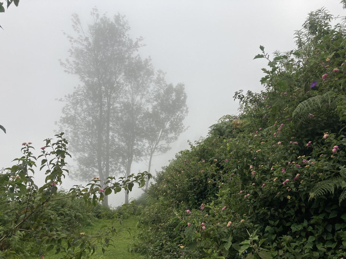 mattina mistica natura foto