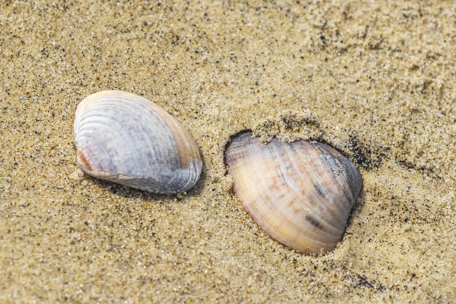 conchiglie di cozze sulla spiaggia di sabbia botafogo rio de janeiro brasile. foto